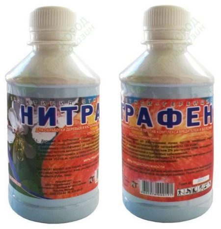 Як позбутися гусениць на трояндах?