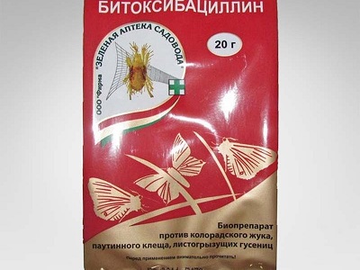 Як позбутися павутинного кліща на троянді?