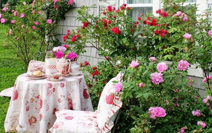 Як розмножити троянду відведеннями?