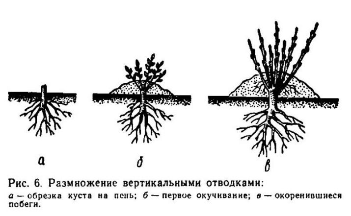 Як розмножити троянду відведеннями?