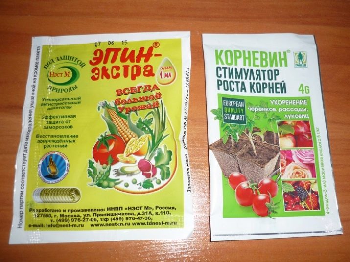 Як розмножити троянду живцем в домашніх умовах?