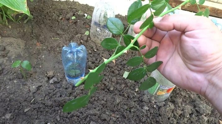Як розмножити троянду живцем в домашніх умовах?