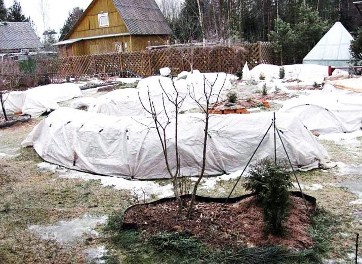 Коли можна розкривати троянди після зими?