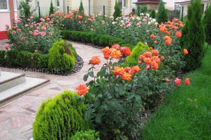 На якій відстані садити троянди в ґрунт?