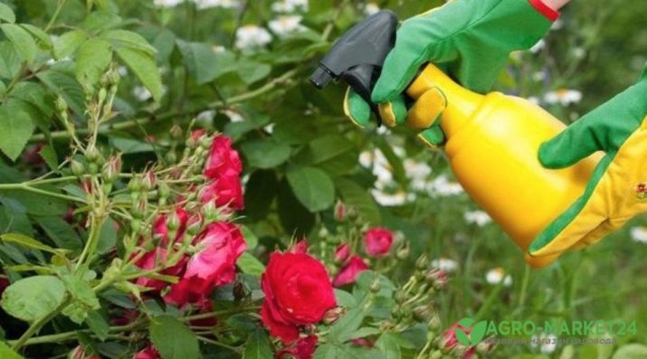 Народні засоби від попелиці на трояндах