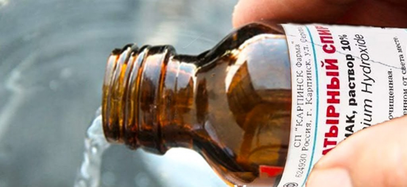 Народні засоби від попелиці на трояндах