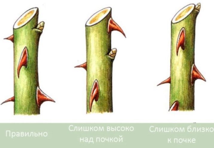 Особливості обрізання троянд