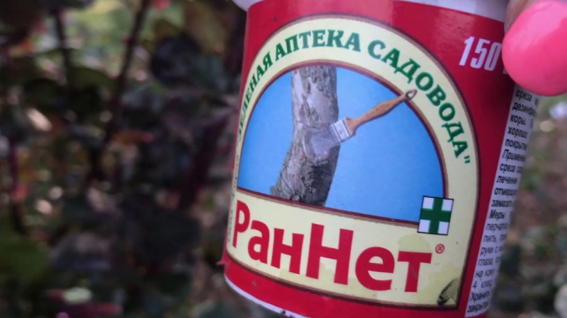 Особливості обрізання троянд