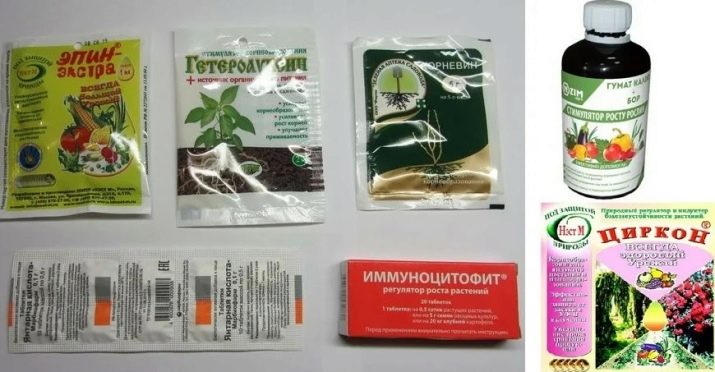 Особливості розмноження троянд живцями