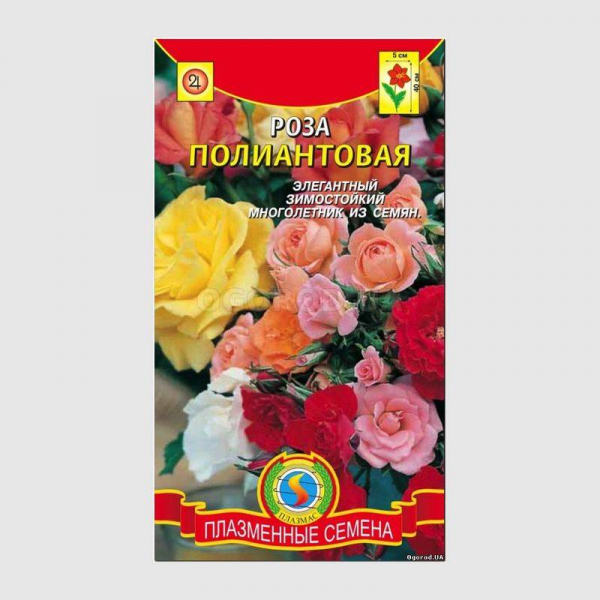 Особливості вирощування троянди із насіння