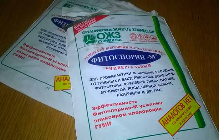 Особливості вирощування троянди із насіння