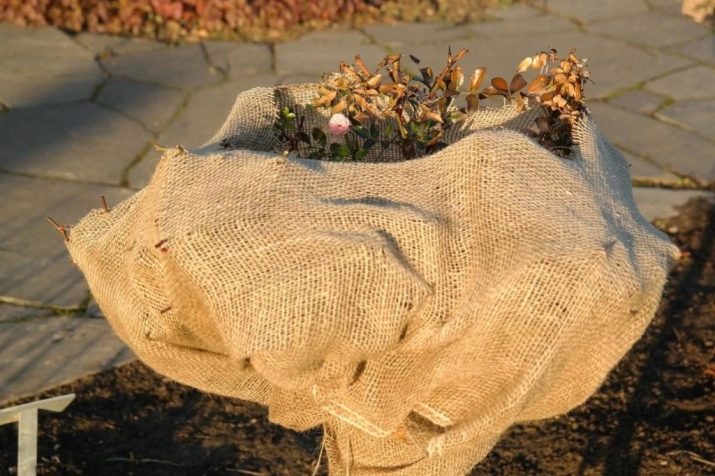 Підготовка троянд до зими