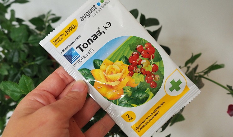 Плями на листі троянди: причини появи та лікування