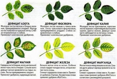 Плями на листі троянди: причини появи та лікування