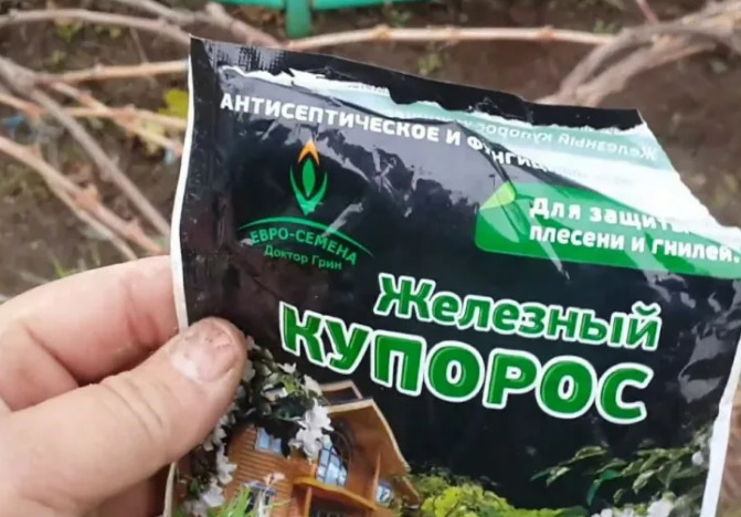 Правила обробки троянд восени залізним купоросом