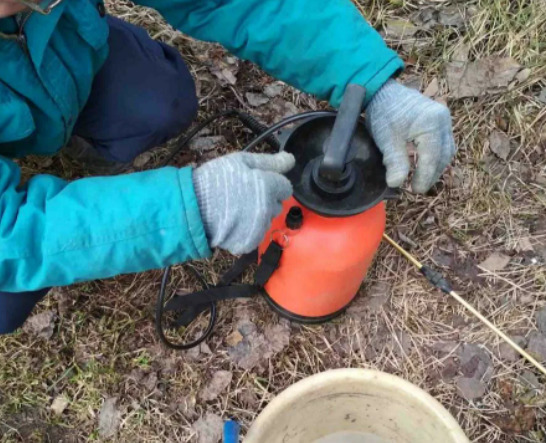 Правила обробки троянд восени залізним купоросом