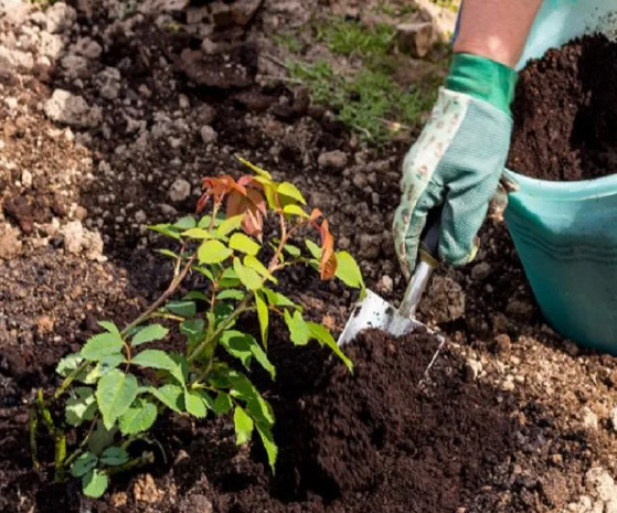 Правила обробки троянд восени залізним купоросом