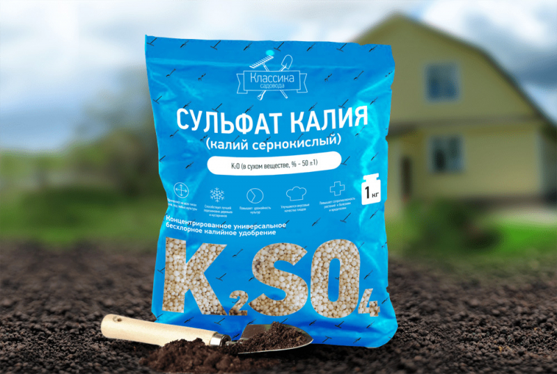 Правила підживлення троянд у липні