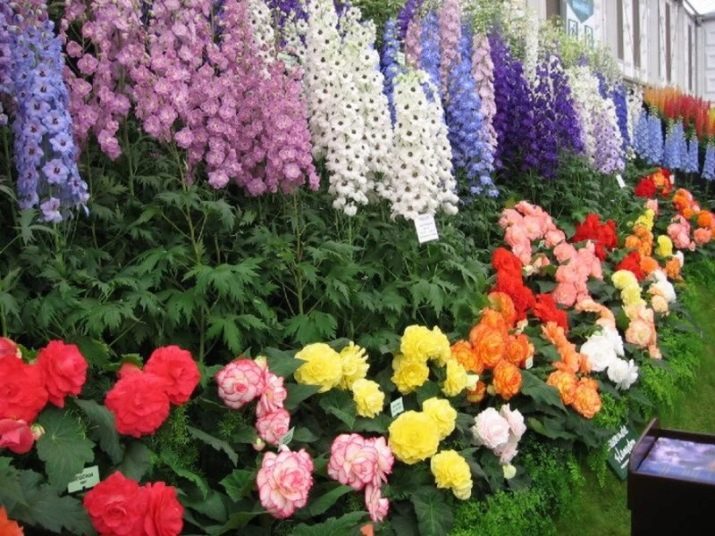 Що краще посадити поряд із трояндами на клумбі?