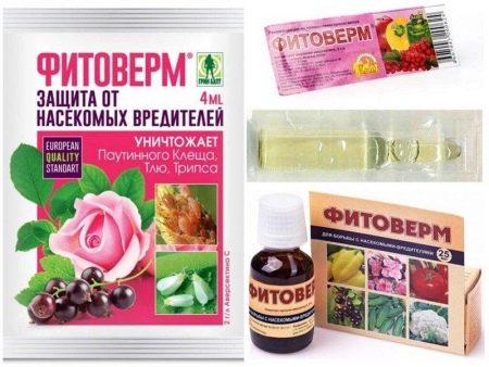 Що робити, якщо не розпускаються та сохнуть бутони у троянд?