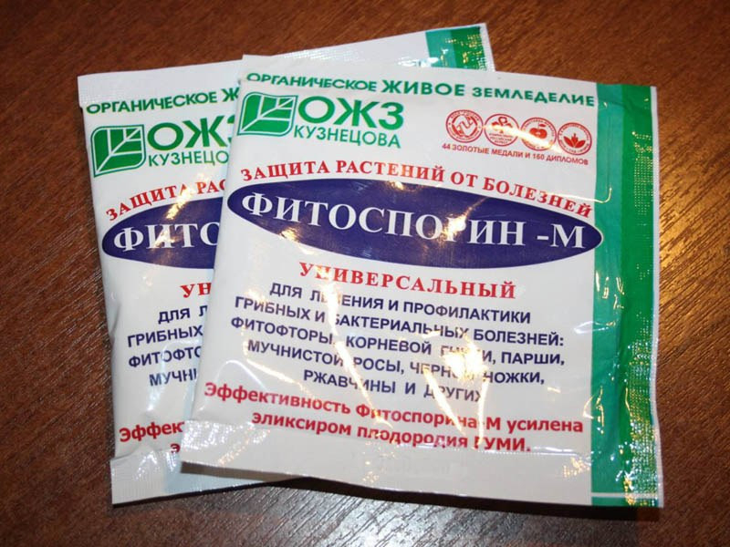 Що робити, якщо у троянди бліде листя?