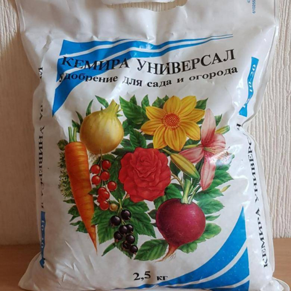 Що робити, якщо у троянди чорніють бутони?