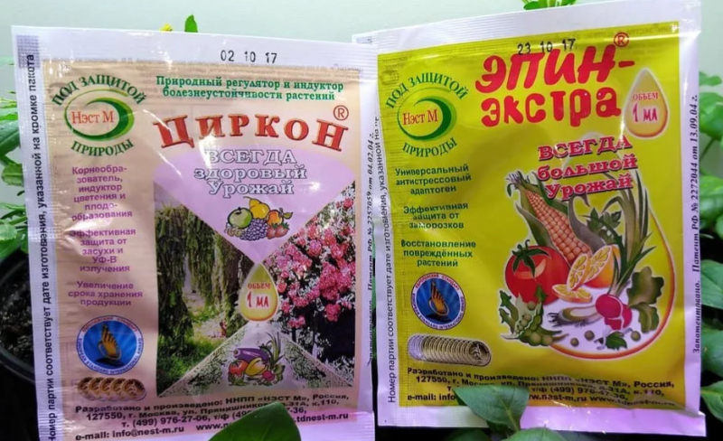Що робити, якщо у троянди в'яне листя?
