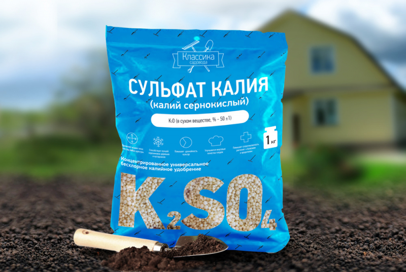 Що робити, якщо у троянди жовтіє листя?
