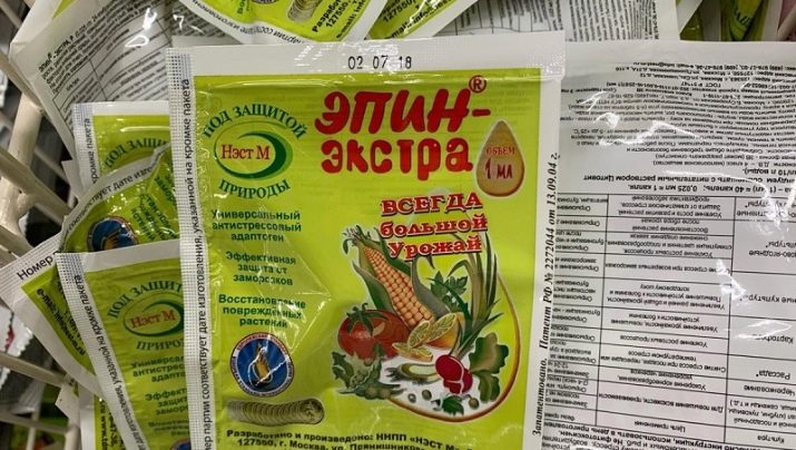 Що робити, якщо у троянди жовтіє листя?