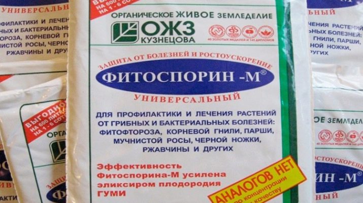 Сіра гнилизна на трояндах: причини появи та заходи боротьби