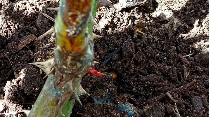 Все про базальні пагони у троянд