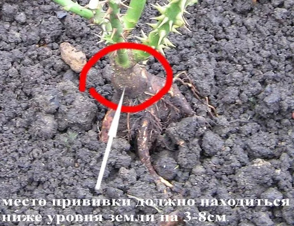 Все про посадку щеплених троянд