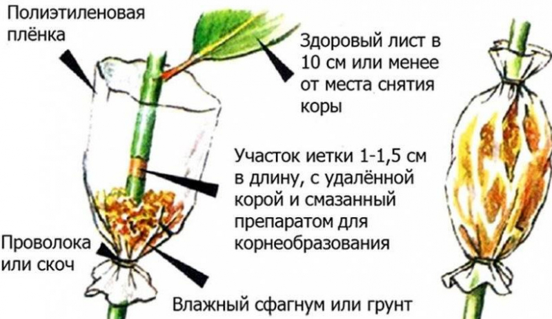 Все про розмноження домашньої троянди