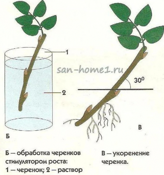 Все про розмноження домашньої троянди
