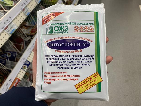 Все про саджанці троянд