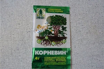 Все про саджанці троянд