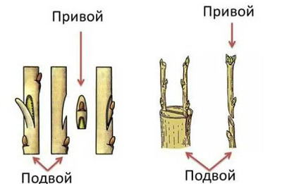 Все про щеплення троянд
