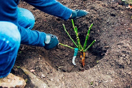 Зберігання саджанців троянди до посадки