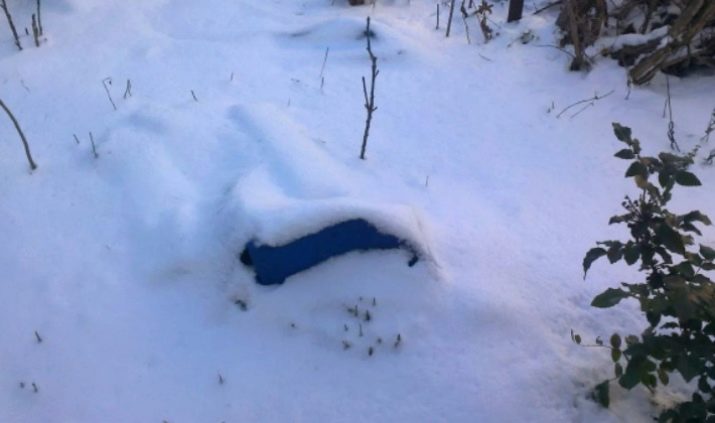 Зимове укриття для троянд