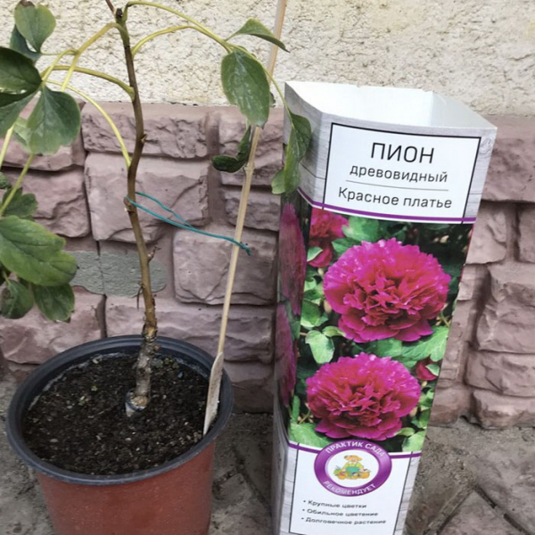 Деревоподібний півонія (50 фото): опис, сорти, посадка та вирощування у відкритому ґрунті