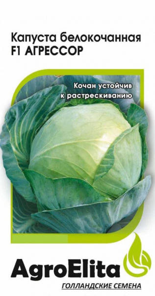 ТОП-23 сорти капусти для зберігання та засолювання на зиму