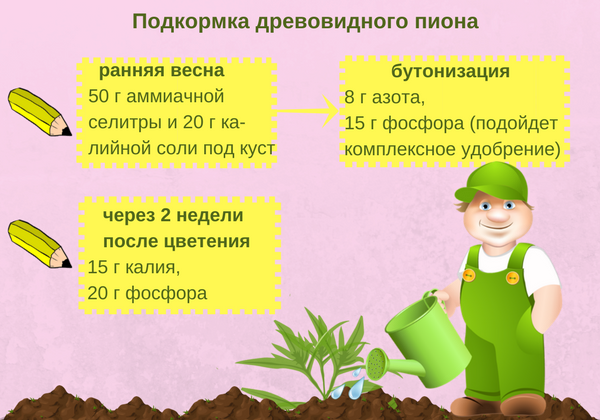 Деревоподібний півонія (50 фото): опис, сорти, посадка та вирощування у відкритому ґрунті