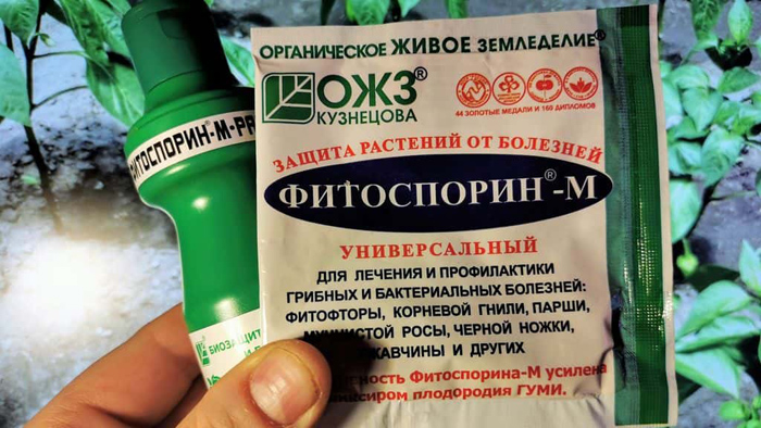 Чорна ніжка на розсаді &ndash; як боротися, чим обробити