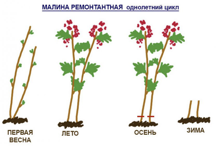 Обрізка малини навесні 2024 року: коли і як правильно це зробити