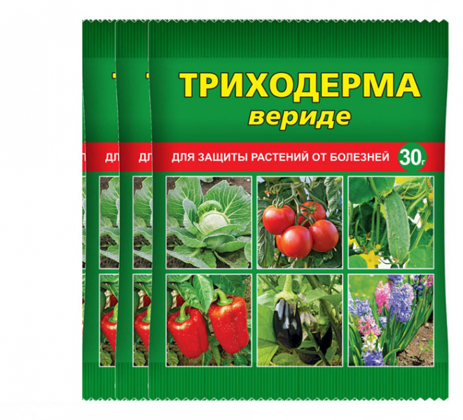 Фітофтора на помідорах у теплиці та відкритому ґрунті: методи боротьби