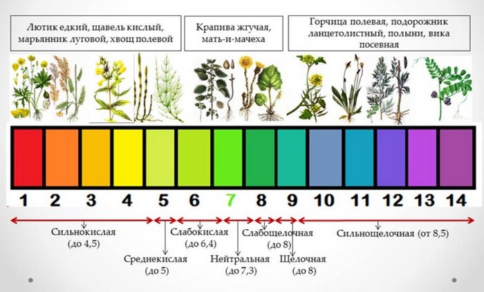 Доломітове борошно: що це, коли застосовувати, як вносити навесні та восени