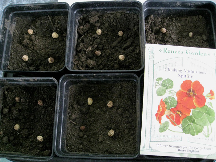 Настурція (85 фото): опис, види, способи розмноження, посадка та вирощування у відкритому ґрунті