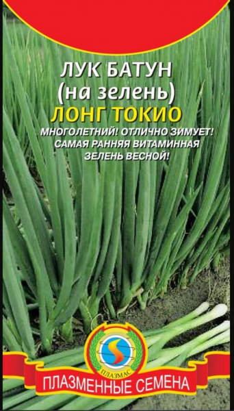 Лук-батун: коли і як висаджувати для багатого врожаю