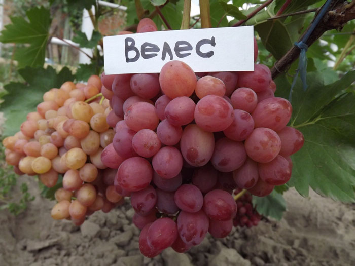 Виноград Велес (40 фото) &ndash; опис сорту, врожайність, посадка та догляд