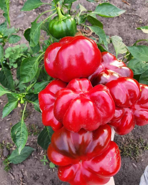 Перці гогошари (22 фото) &ndash; опис сорту, особливості вирощування гогошар